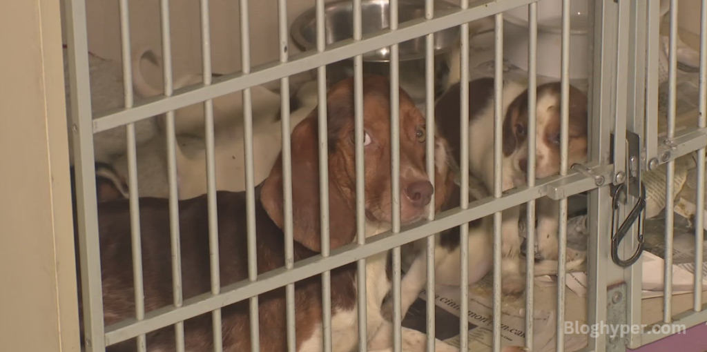 175 Dogs Rescued from Hoarders in Slidell Mississippi 2011